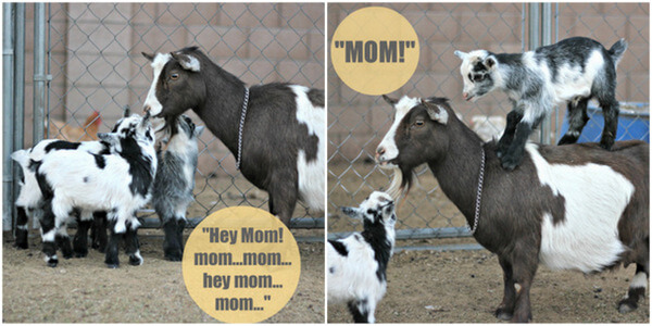 cute baby goats with speech caption
