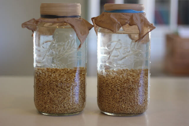How to make Sprouted Wheat Flour