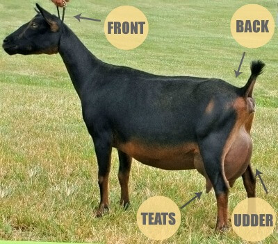 diagram of a goat's body imposed on a photograph