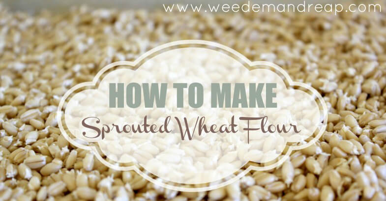 sprouted-wheat-flour1-785x523pin