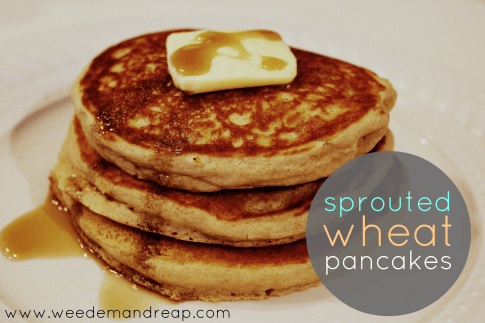 sprouted-wheat-pancakes