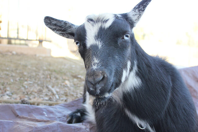 The most HILARIOUS Goat Birth EVER