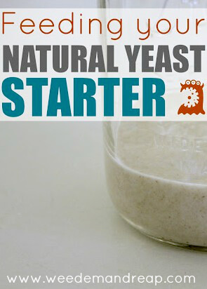 feeding-natural-yeast2-PIN