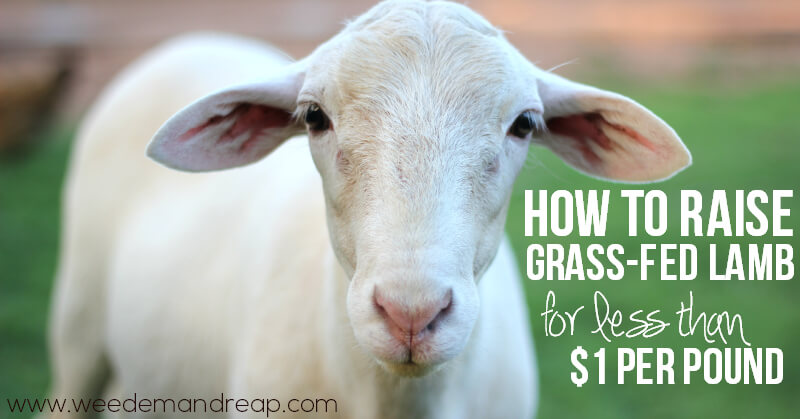 raise-grass-fed-lamb-cheap
