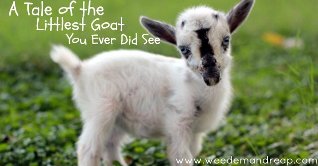 a tale of the littlest goat