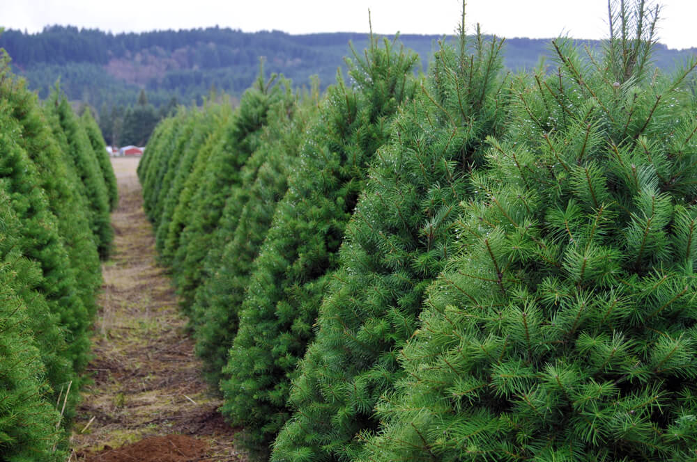 christmas-tree-artificial-real