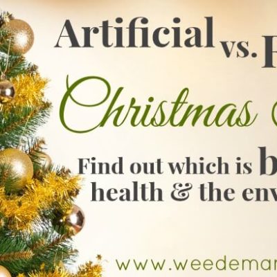 Artificial vs. Real Christmas Trees: Find out which is best