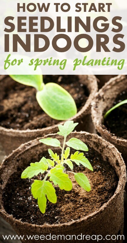 How to start seedlings indoors for spring planting