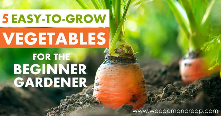 5 Easy-to-Grow Vegetables for the Beginner Gardener | Weed 'Em And Reap