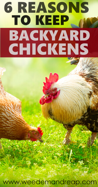 6 Reasons to Keep Backyard Chickens