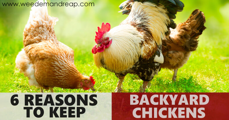6 Reasons to Keep Backyard Chickens