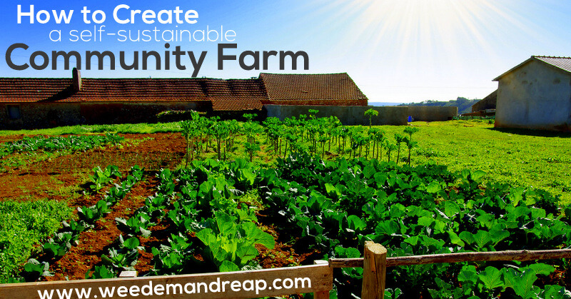 How to Create a Self-Sustainable Community Farm