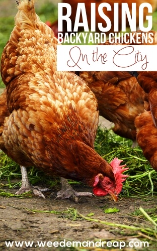 How to raise backyard chickens in the city.