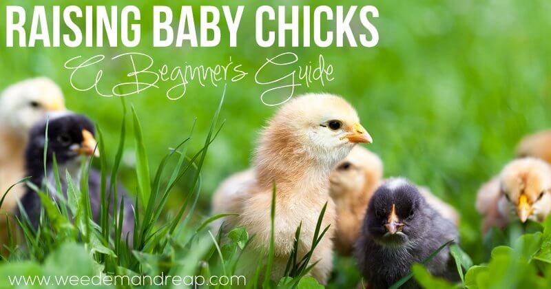 raising-baby-chicks-beginner