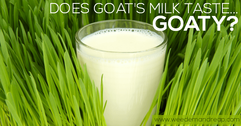 Does goat's milk taste bad?