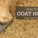 how-to-trim-goat-hooves