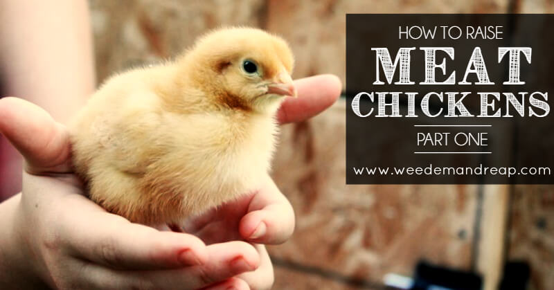 how-to-raise-meat-chickens