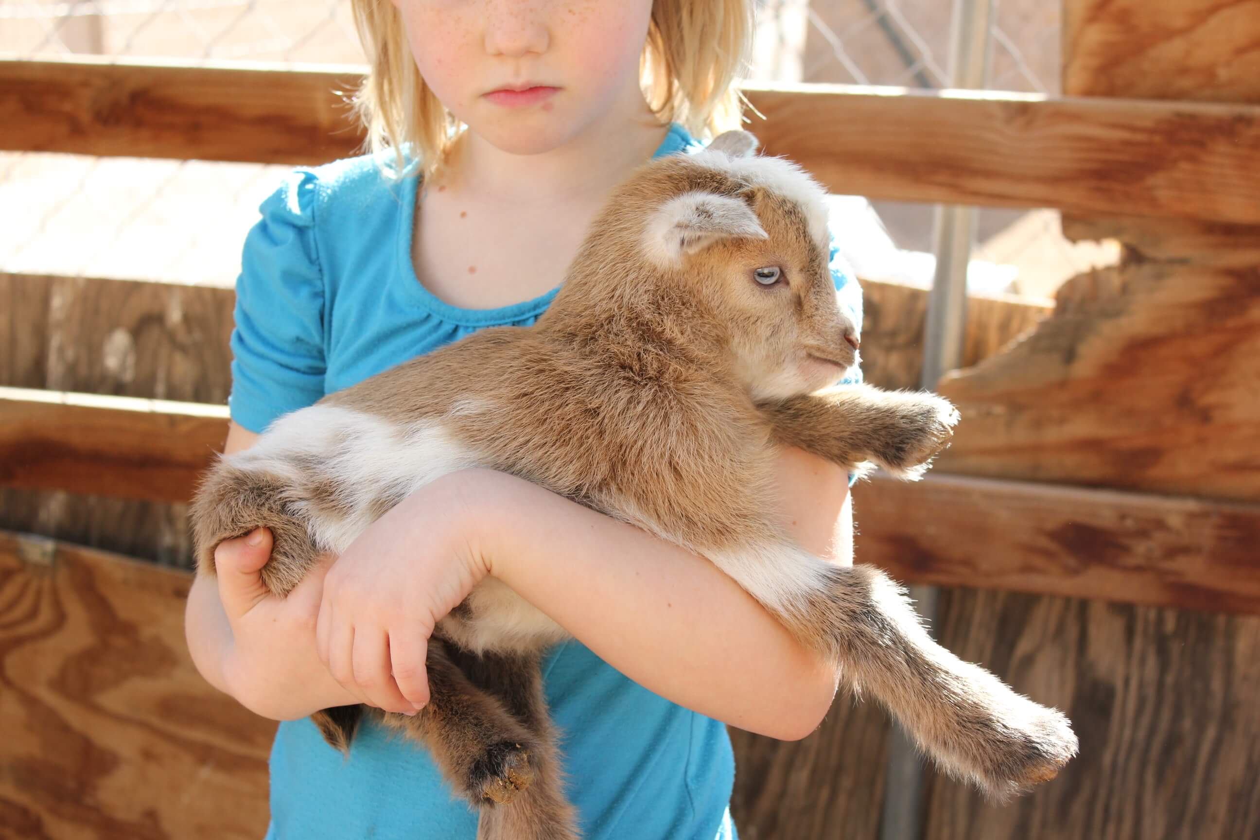 blonde little girl with brown baby goat