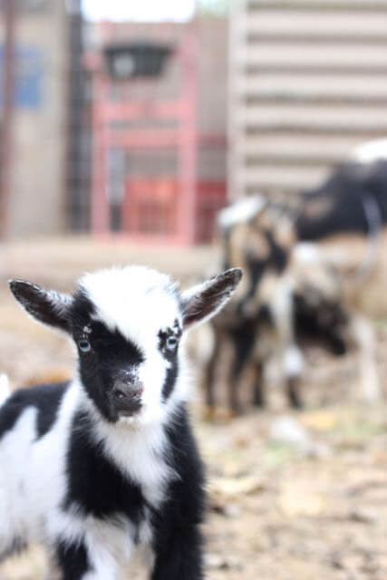 Black and white baby goat with blue eyes