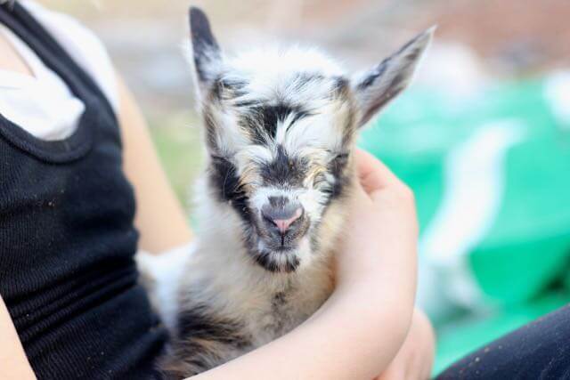 Close-up of a baby goat with eyes closed