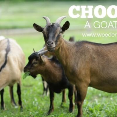 Choosing a Goat Breed