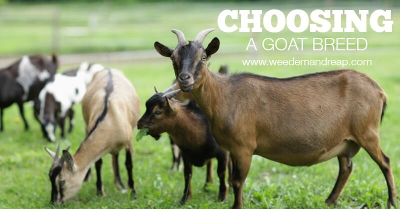 Choosing a Goat Breed | Weed Em' and Reap