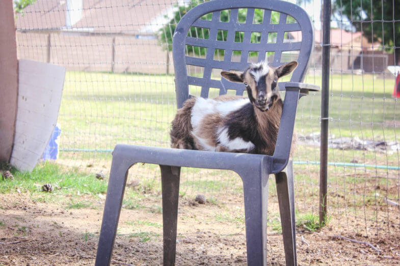 goat in a plastic lawn chair