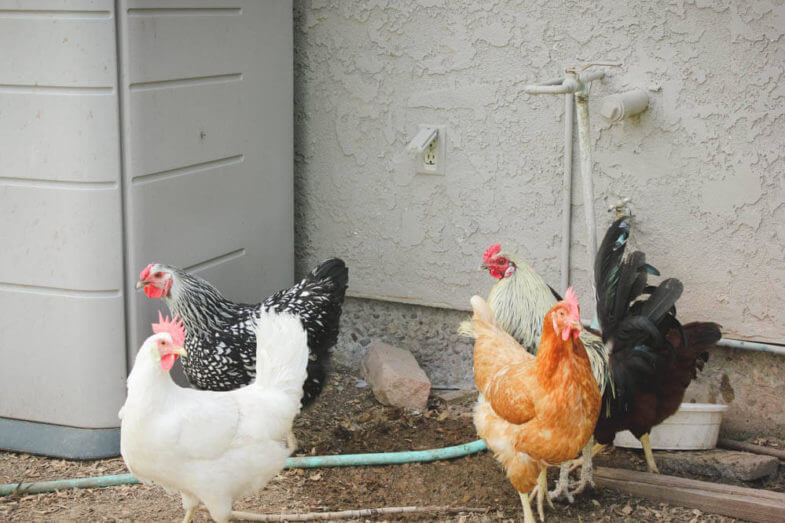 various breeds of chicken behind the house