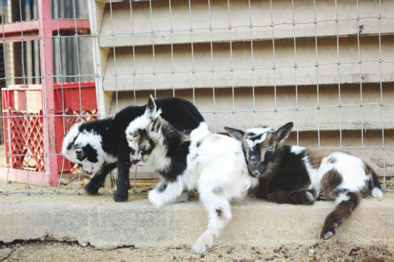 three baby goats hanging out