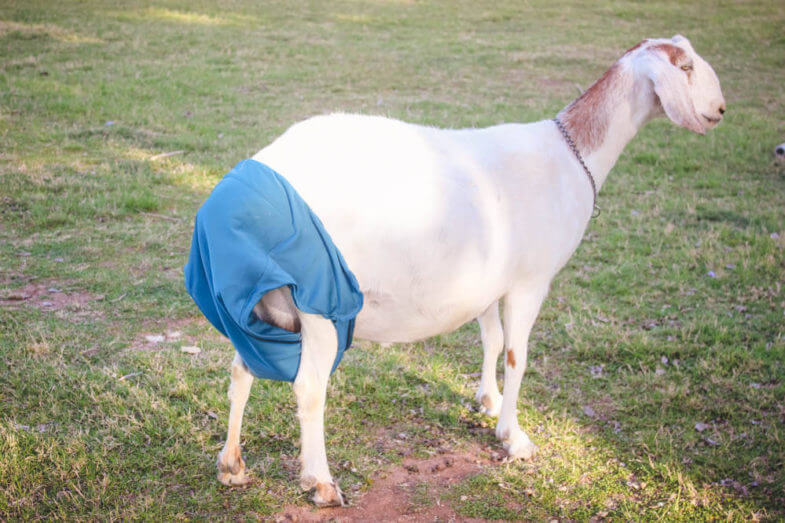 There's nothing like find a natural solution to a problem on the farm. My most recent one? Cloth diapers for goats!