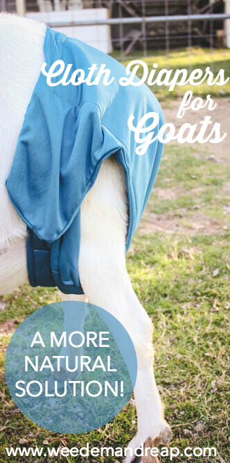 Cloth Diapers for Goats: A more natural solution | Weed 'Em and Reap
