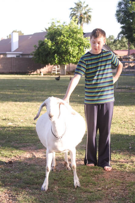 kid with pregnant white goat