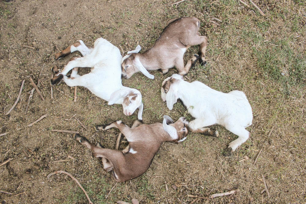 four cute baby Nubian goats