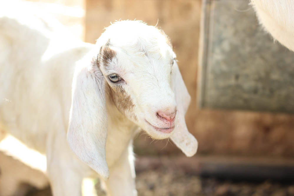 white Nubian baby goat