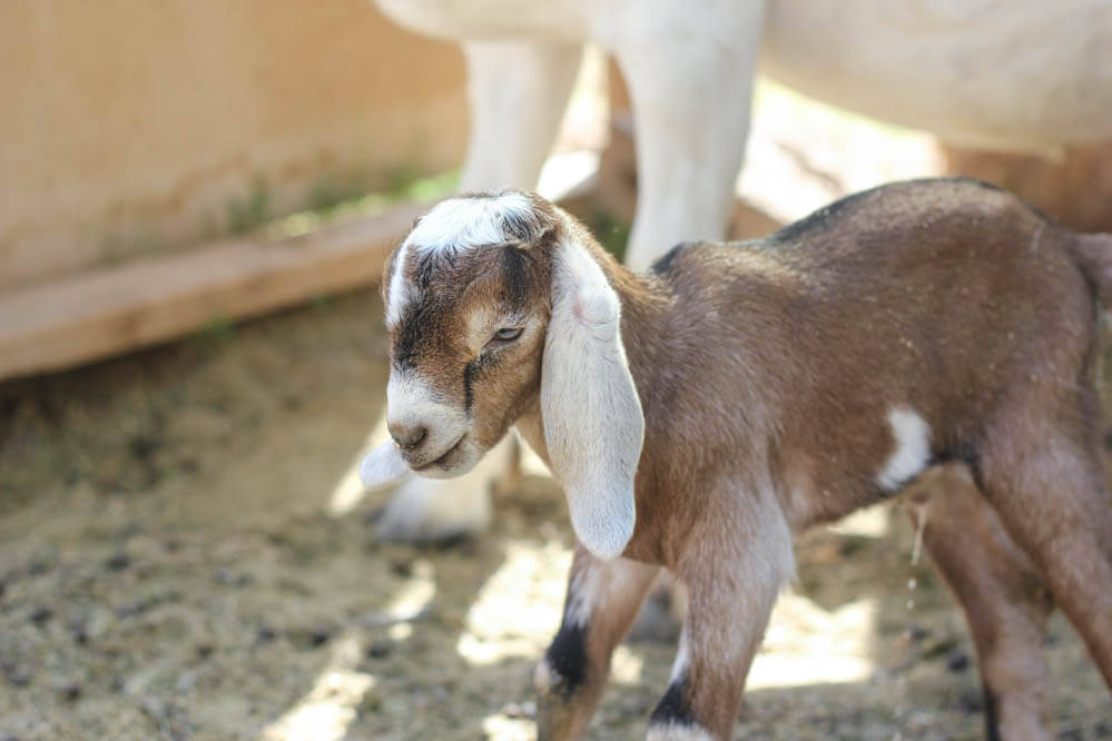 brown and black baby Nubian goat