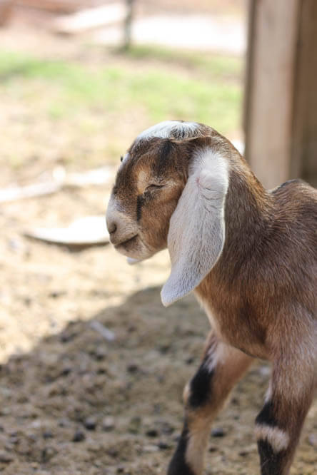 Nubian baby goat with closed eyes
