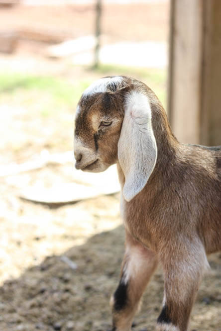 disgusted baby Nubian goat