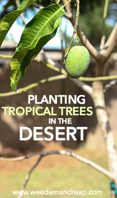 Tropical trees? In the DESERT?! It's a lot easier than it looks. Prepare for the funnest gardening project you've ever seen.