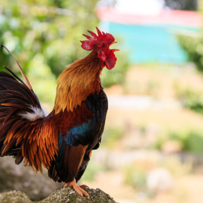 How to Stop a Rooster from Crowing