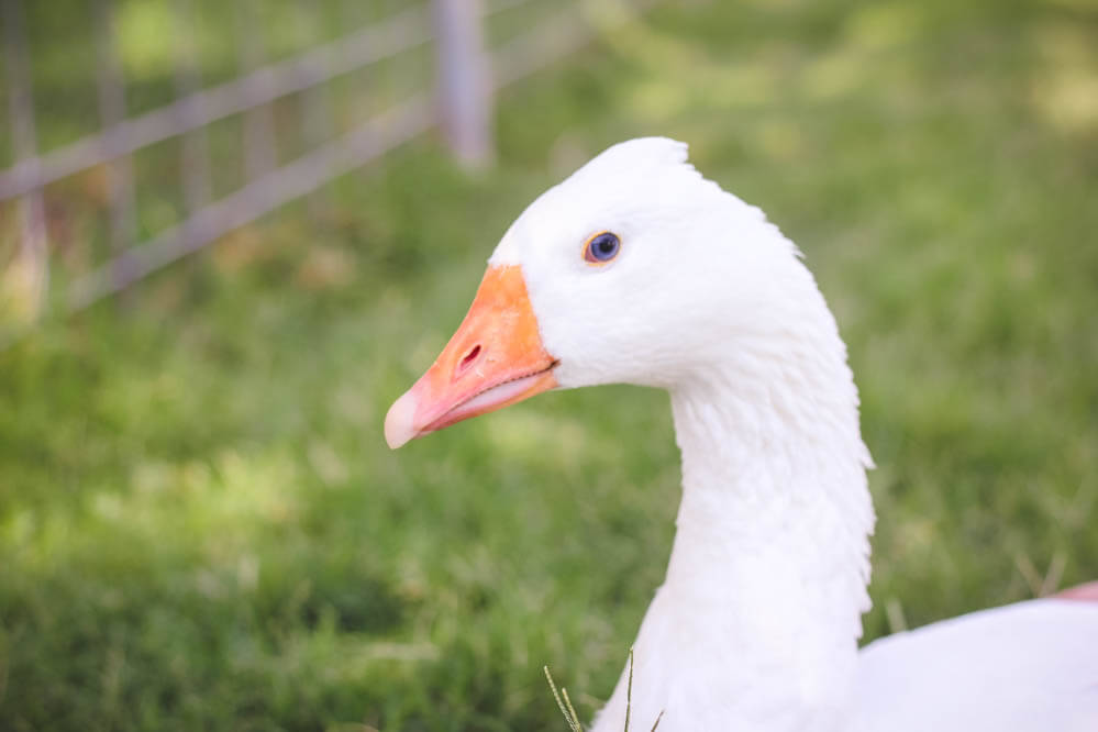 close up shot of a white goose