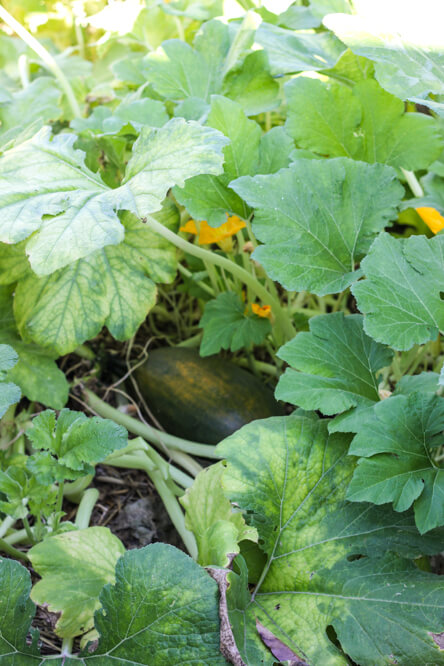 cucumber growing with leaves and blossoms