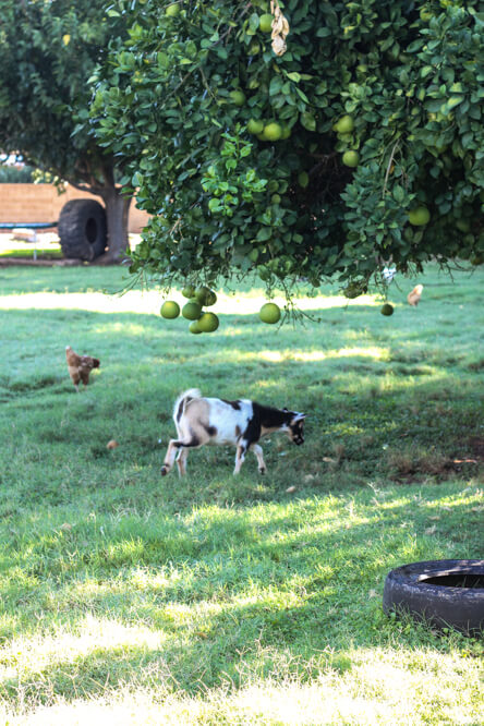 goat and chicken under tree on urban farm