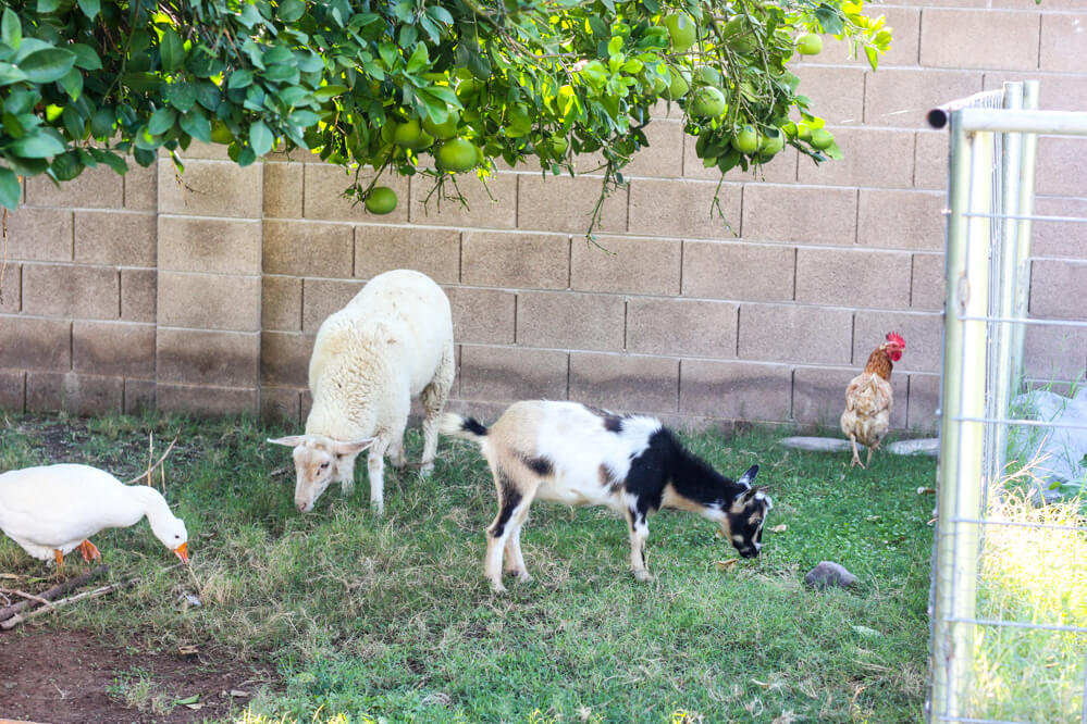 urban farm with goose, sheep, goat and rooster