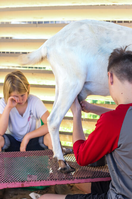 two children milking a goat on a milking stand