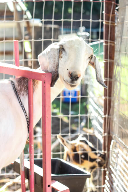 front view of goat on milking stand