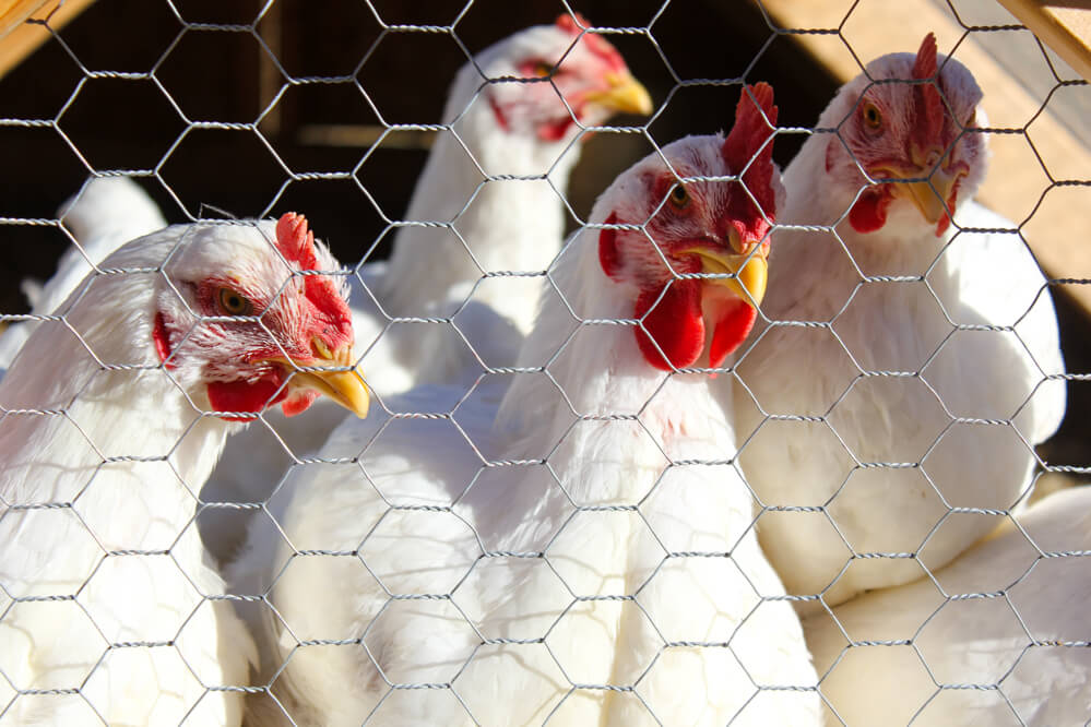 chickens peeping through chicken wire