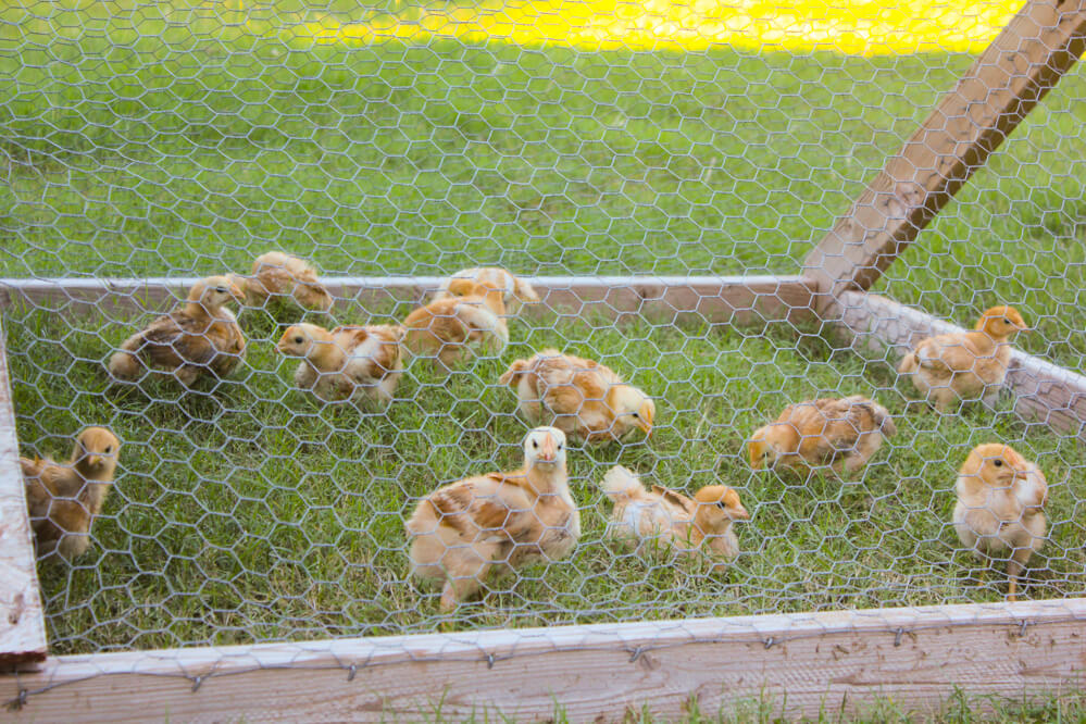 baby chicks in a chicken tractor