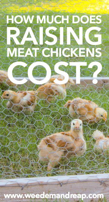 How much does raising meat chickens cost? || Weed 'Em and Reap