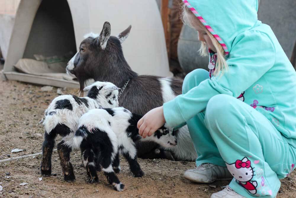 little girl with a black and white goat with two baby goat
