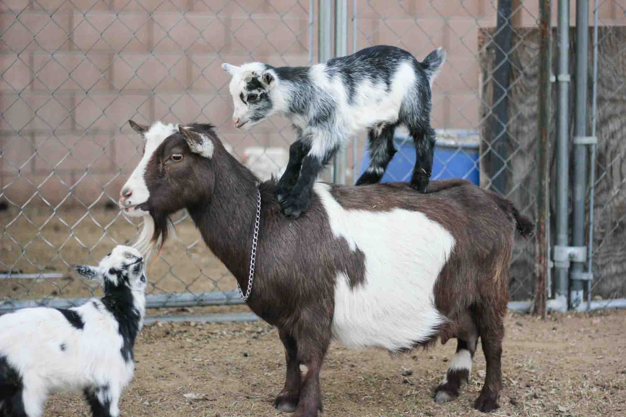 brown and white goat with two black and white baby goats, one on the goat's back